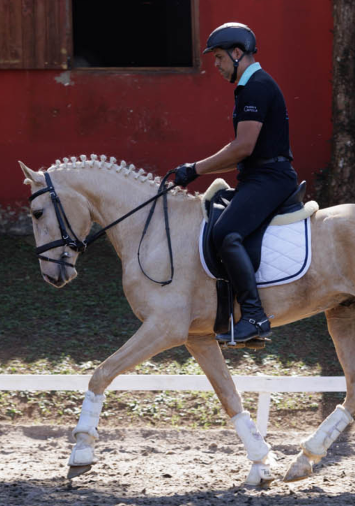 geldings-sucandi