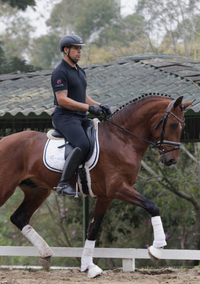 geldings-sucandi