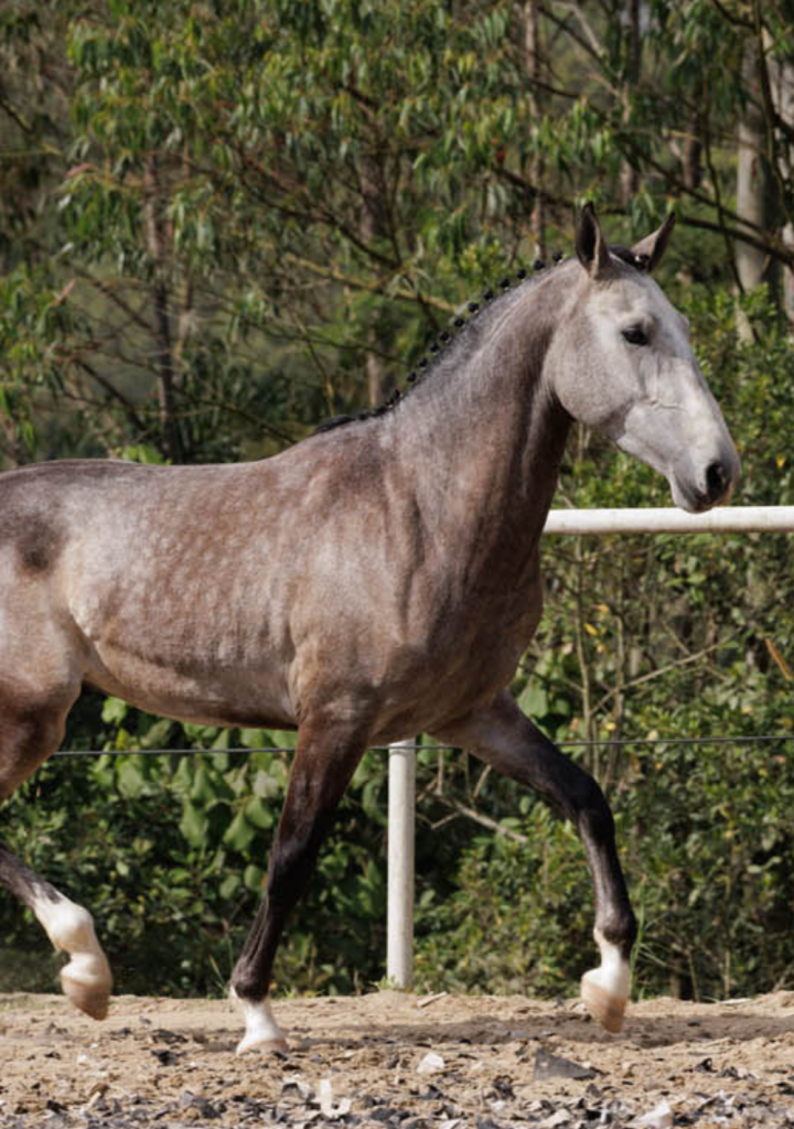 geldings-sucandi