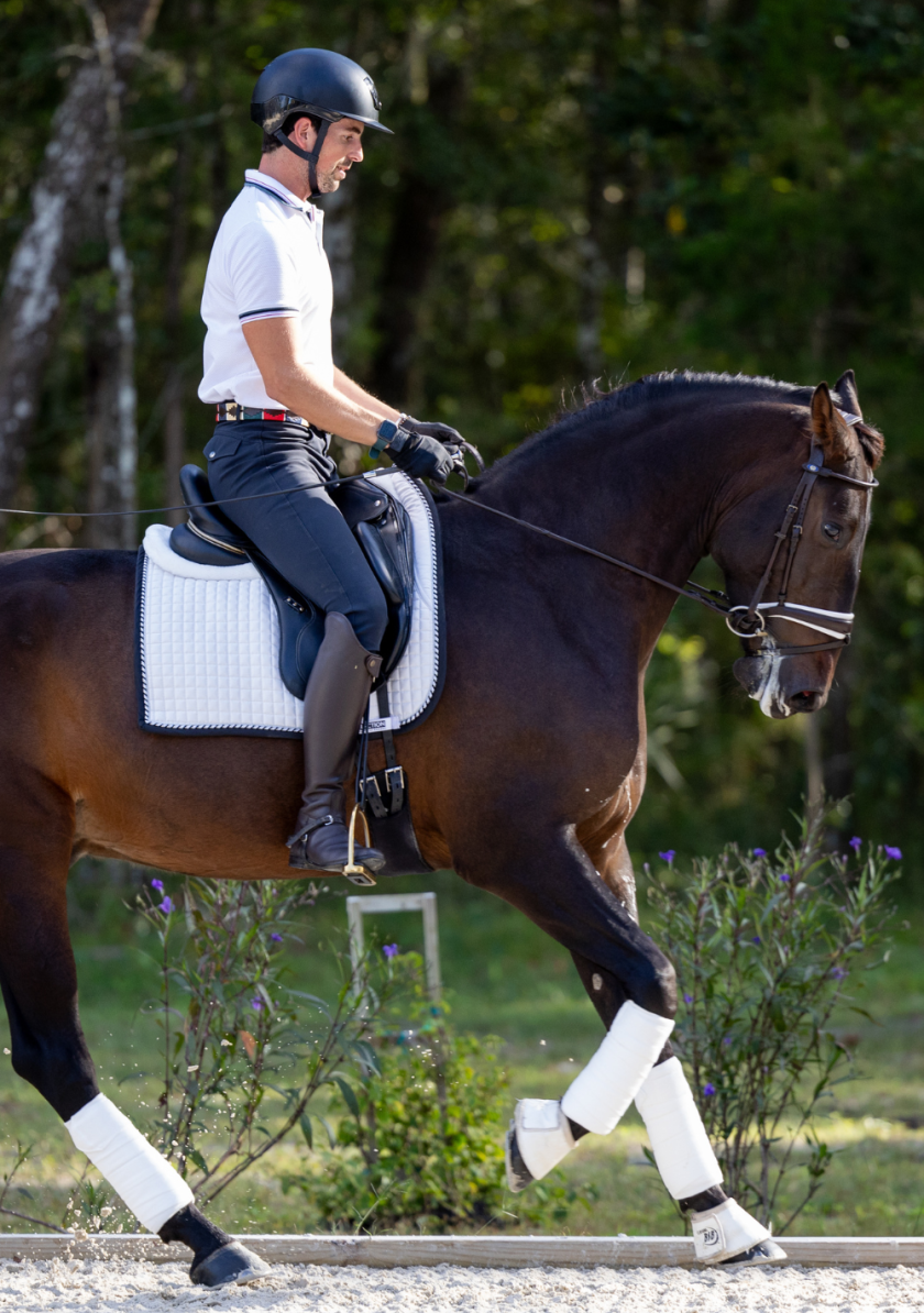 geldings-sucandi