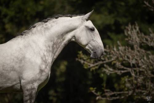 Marques-LusitanoWorld-ByRitaVitorino7035