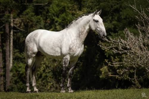 Marques-LusitanoWorld-ByRitaVitorino7121