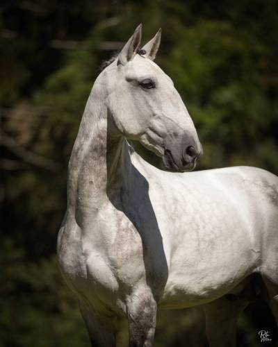 Marques-LusitanoWorld-ByRitaVitorino7158