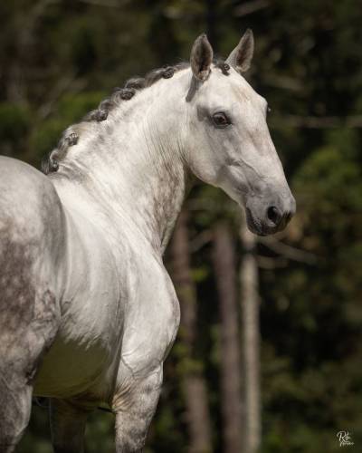 Marques-LusitanoWorld-ByRitaVitorino7223