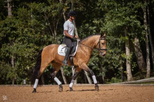 Noah-ViladeSagres-LusitanoWorld-ByRitaVitorino0904