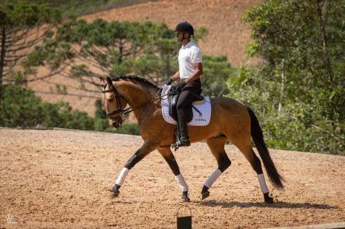 Noah-ViladeSagres-LusitanoWorld-ByRitaVitorino0999