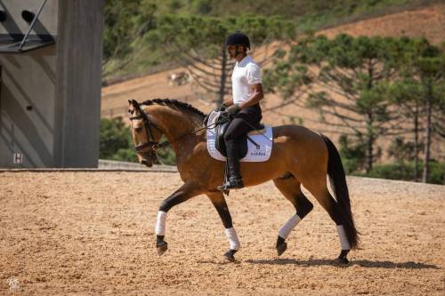 Noah-ViladeSagres-LusitanoWorld-ByRitaVitorino1007