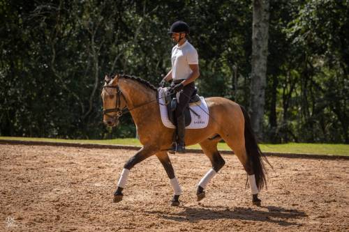 Noah-ViladeSagres-LusitanoWorld-ByRitaVitorino1035