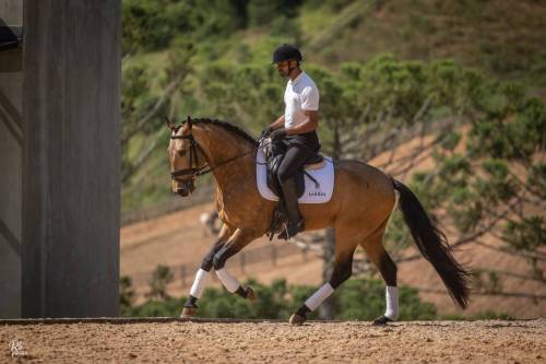 Noah-ViladeSagres-LusitanoWorld-ByRitaVitorino1147