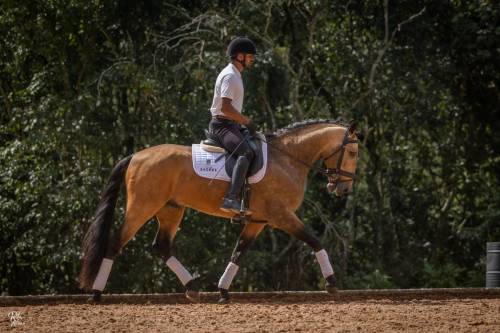 Noah-ViladeSagres-LusitanoWorld-ByRitaVitorino1233