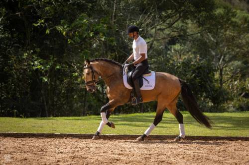 Noah-ViladeSagres-LusitanoWorld-ByRitaVitorino1317