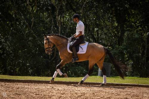 Noah-ViladeSagres-LusitanoWorld-ByRitaVitorino1336